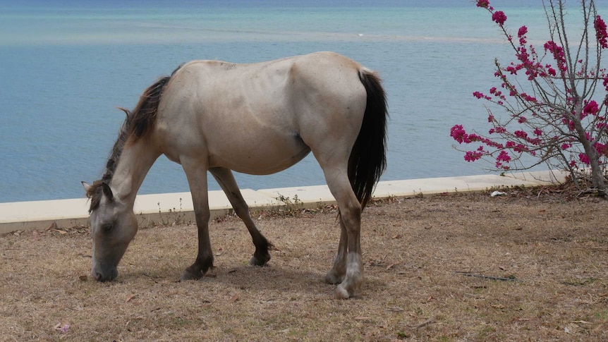 A horse eats grass in front of a beach.