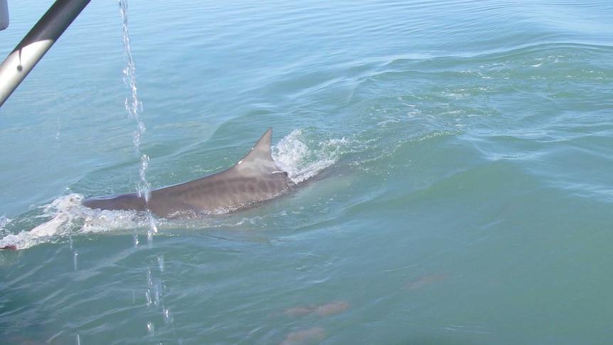 A shark, with its back half a foot out of the water, swims being a fishing boat