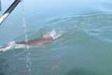 A shark, with its back half a foot out of the water, swims being a fishing boat