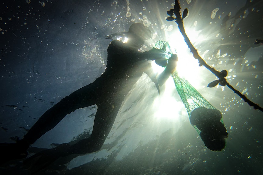 A silhouette of a diver going fishing off NSW coastline