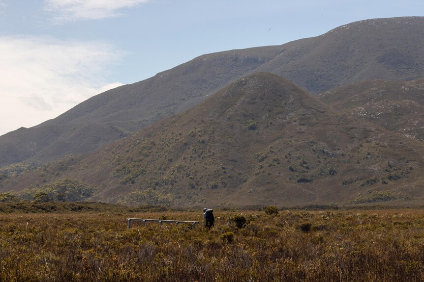 A lone figure walking through a button grass plane with mountains to one side.
