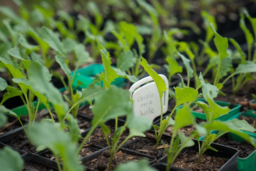 Kale seedlings in punnets.