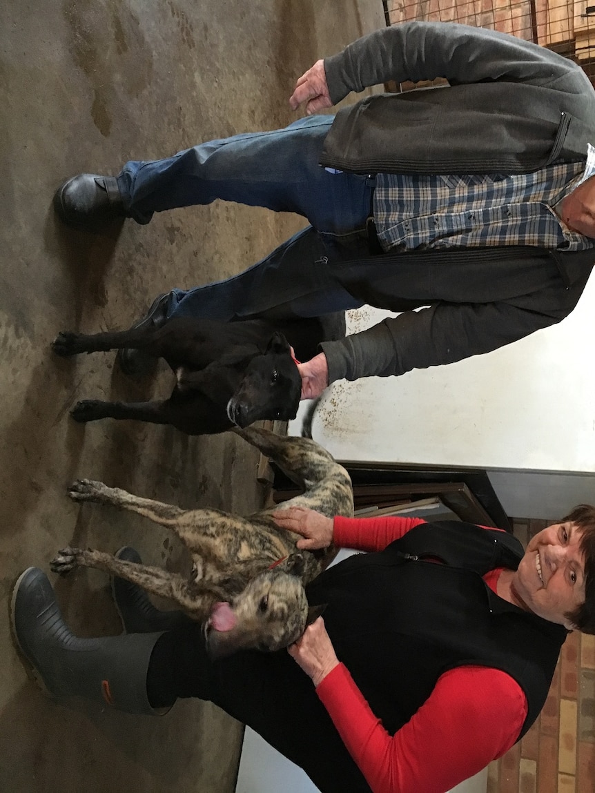 Retired Greyhound breeders Sam and Barbara Judd
