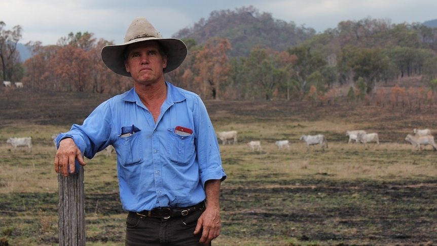 a man standing in front of a burned field with cattle