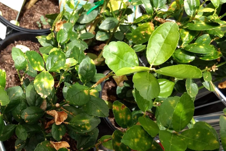 A close-up of a plant with citrus canka shows spotting on the leaves.