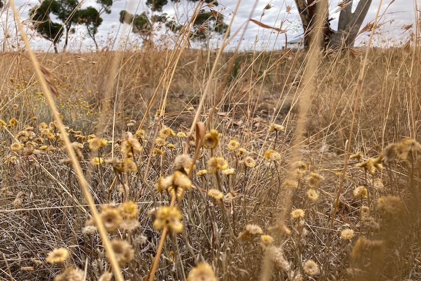 A closer shot of brown grassland with lots of small yellow circular flowers on tall stalks through the grass.