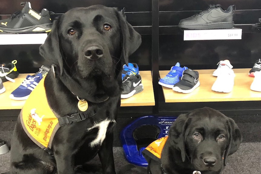 A black Labrador assistance dog sitting next to a black puppy assistance dog. 