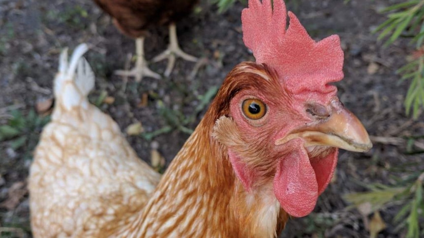 Backyard chicken sales have sky-rocketed in the wake of coronavirus