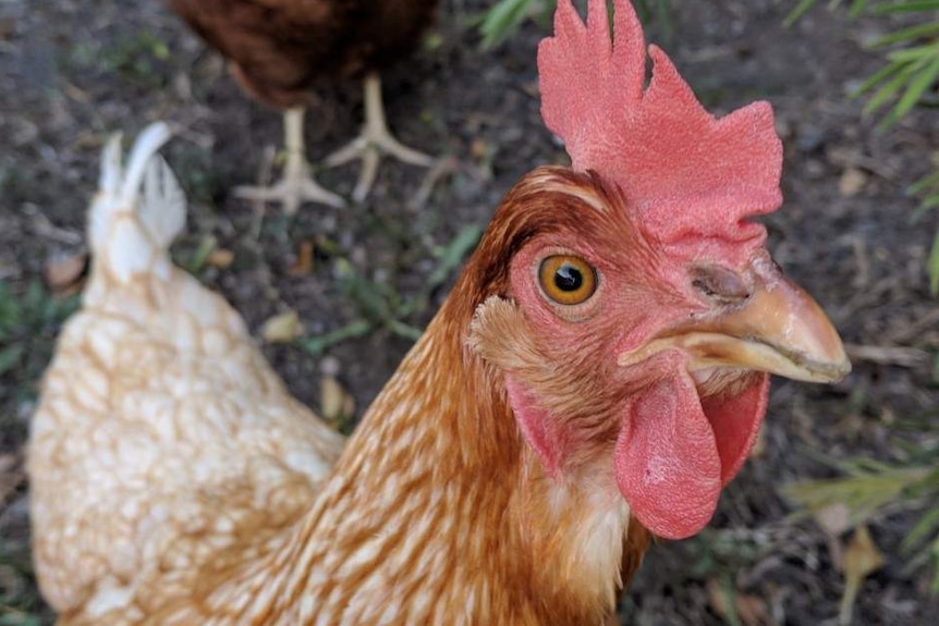 Brown rooster looking into camera.