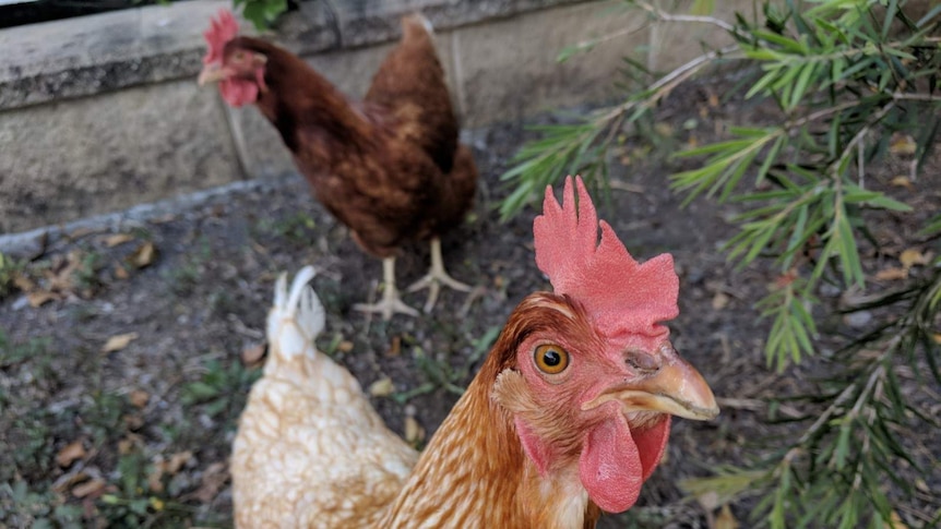 close-up of a brown chicken