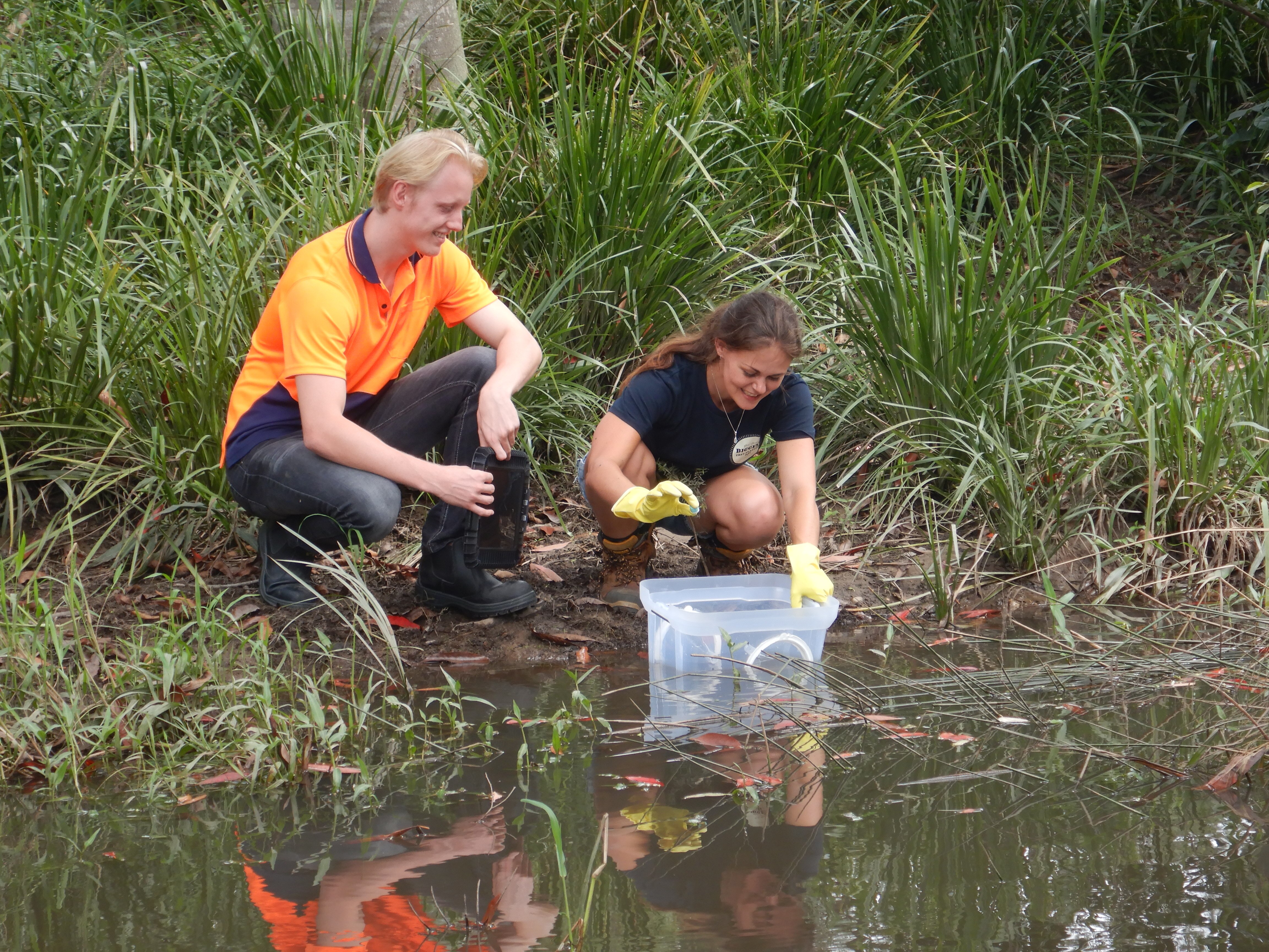 Two Watergum volunteers set up a cane toad tadpole trap on the edge of a waterway.