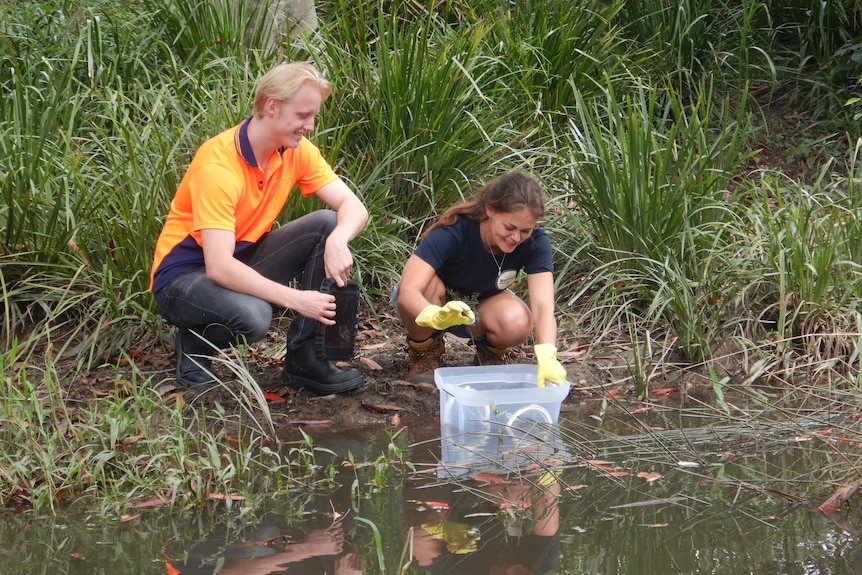 Two Watergum volunteers set up a cane toad tadpole trap on the edge of a waterway.