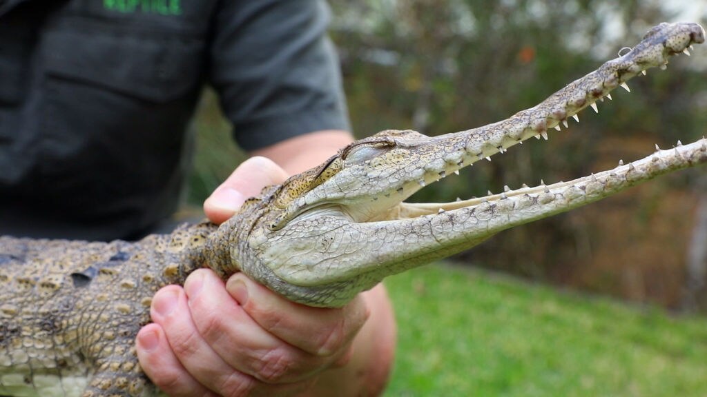 Metre-long freshwater crocodile found in NSW Central Coast backyard - ABC  News