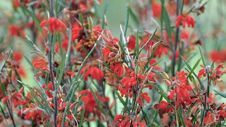 Red flowers of a Keighery grevillea shrub.
