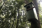 Looking up at the wheelie bin in the tree, it has a square hole cut out in the side of it with timber strut landing pad.