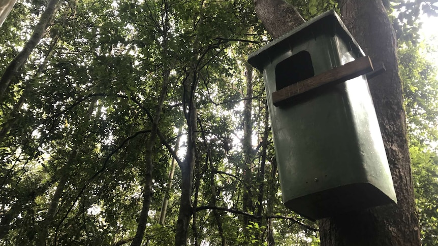 Looking up at the wheelie bin in the tree, it has a square hole cut out in the side of it with timber strut landing pad.