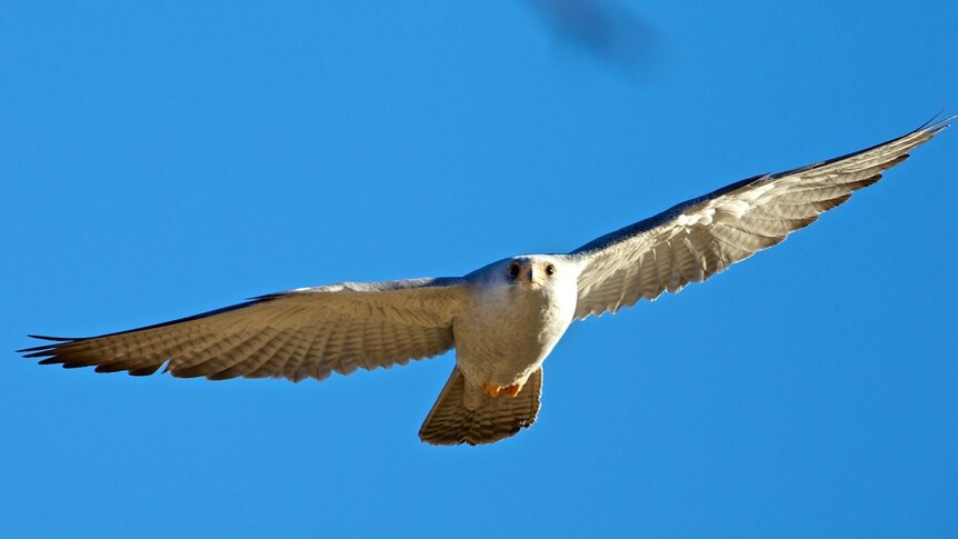 Grey falcon in flight