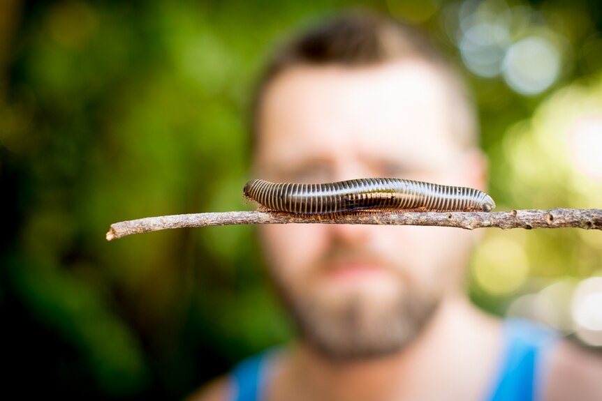 A millipede crawls on a stick in front of a man's face.