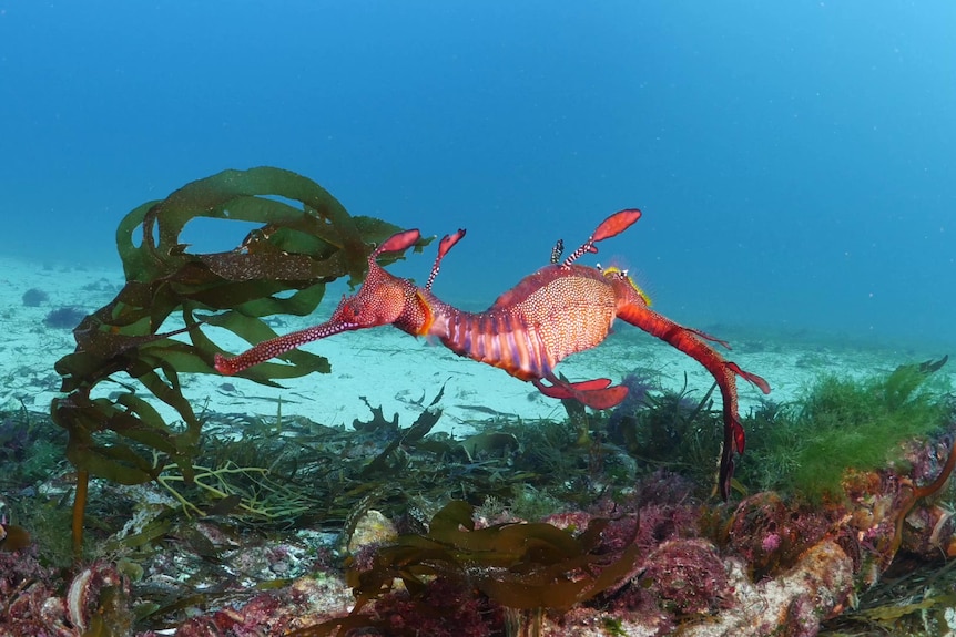 An orange sea dragon moving through green weeds under the sea.