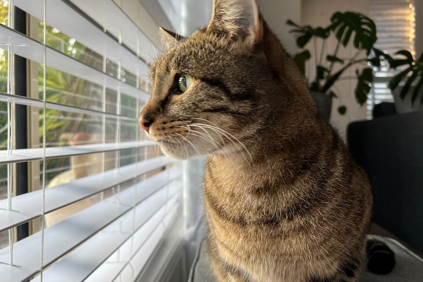 Cat looking outside through a window