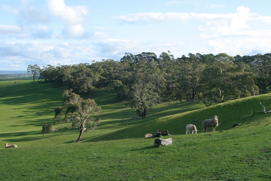 a few sheep sit and graze on green pastures with undulating hills and trees in the background
