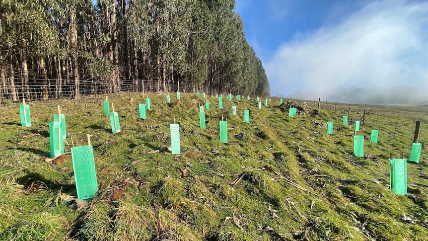 New tree plantings on a farm grassland with a plantation next to it.