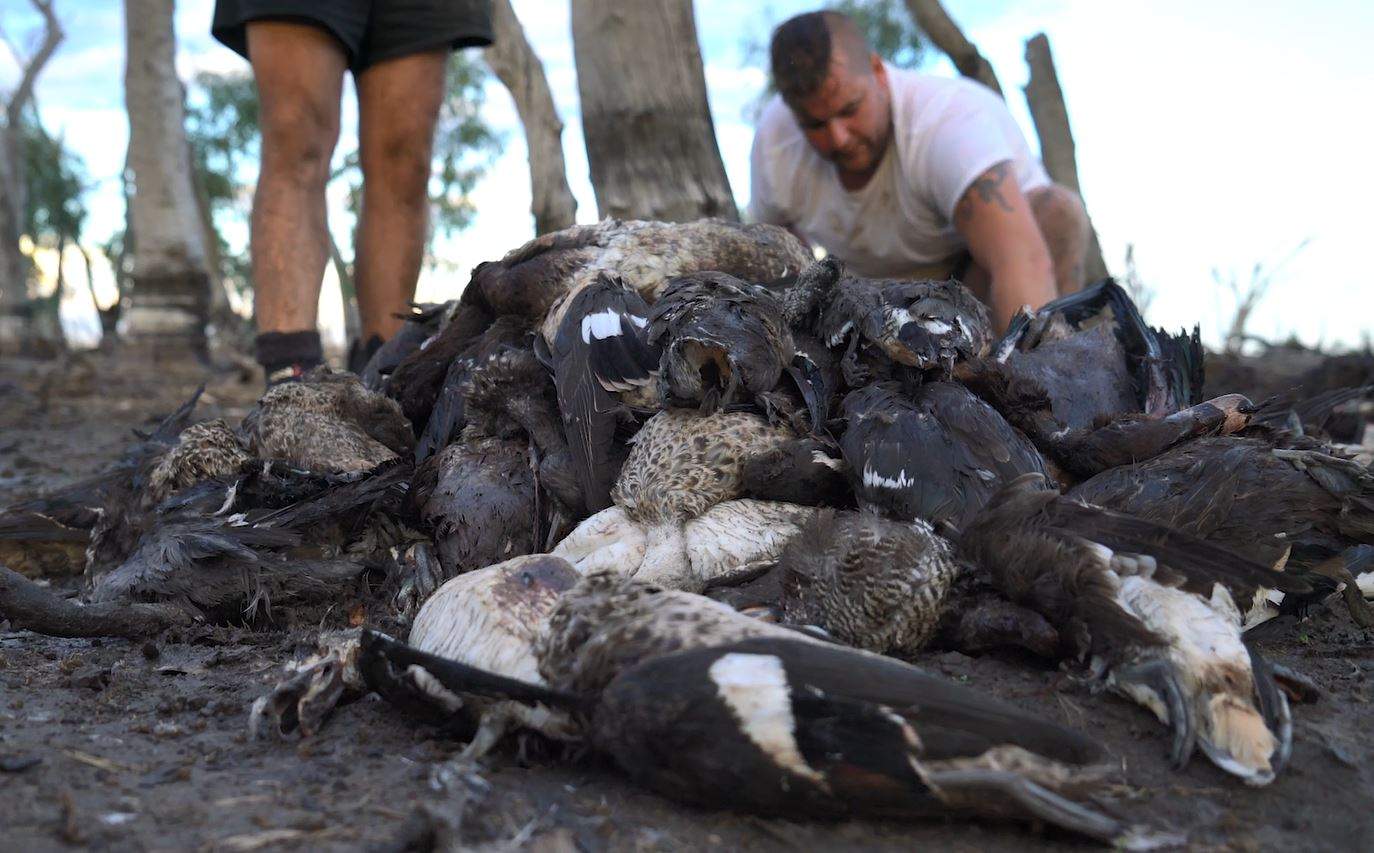 Anti hunting protesters dig up dozens of dead ducks left behind by hunters at Koorangie State Game Reserve, Victoria. March 2017