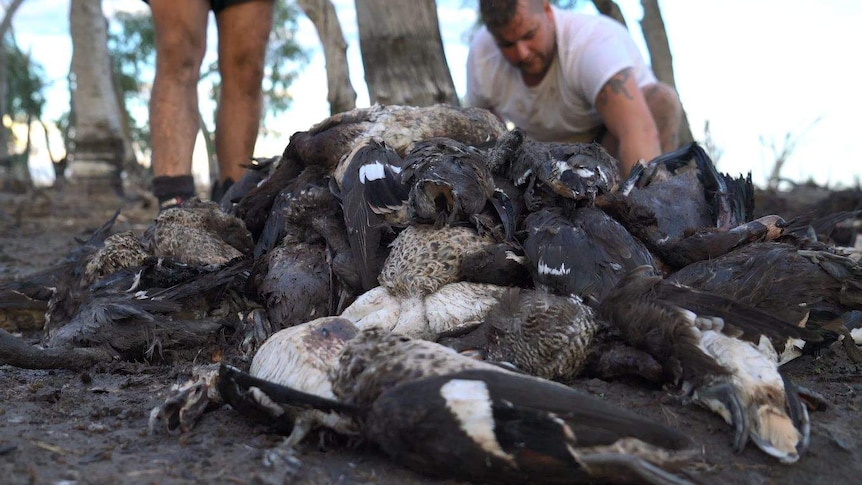 Anti hunting protesters dig up dozens of dead ducks left behind by hunters at Koorangie State Game Reserve, Victoria. March 2017