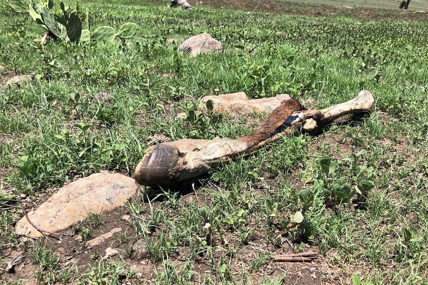 Leg of dead horse on ground at the Craigend property at Charlton near Toowoomba.