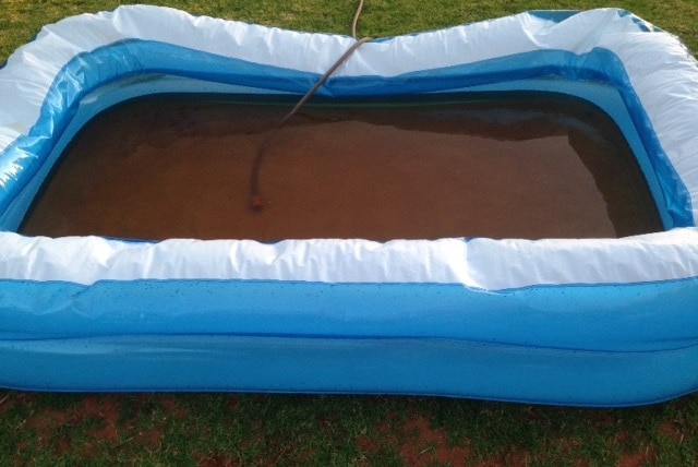 Blackwater in child wading pool