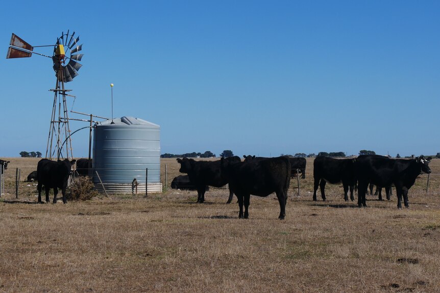 A group of cows gathered around a windmill. 