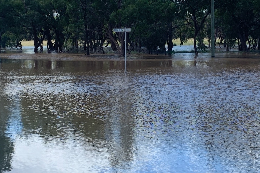 A pool of floodwater covers a road in front of a stand of trees.