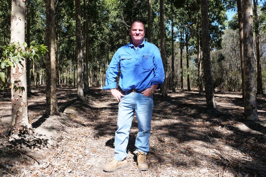 A farmer stands in a grove of trees he planted on his cattle and sheep property