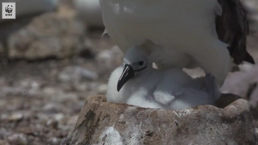 Shy Tasmanian albatross chick in artificial nest
