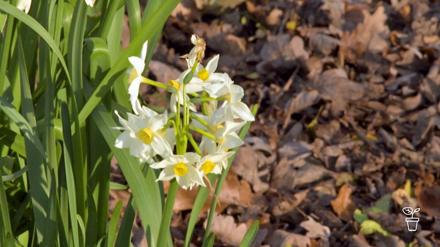 Yellow petalled flowers with yellow centre growing in garden