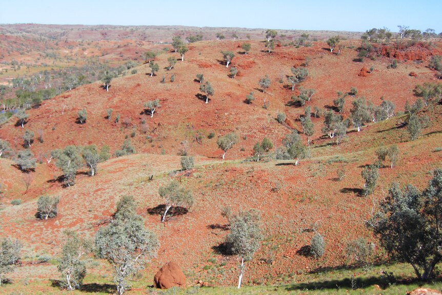 Red rolling hills with only trees and spinifex as vegetation as far as the eye can see