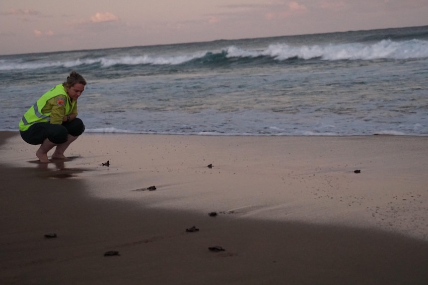 A woman watching baby turtles going to the ocean