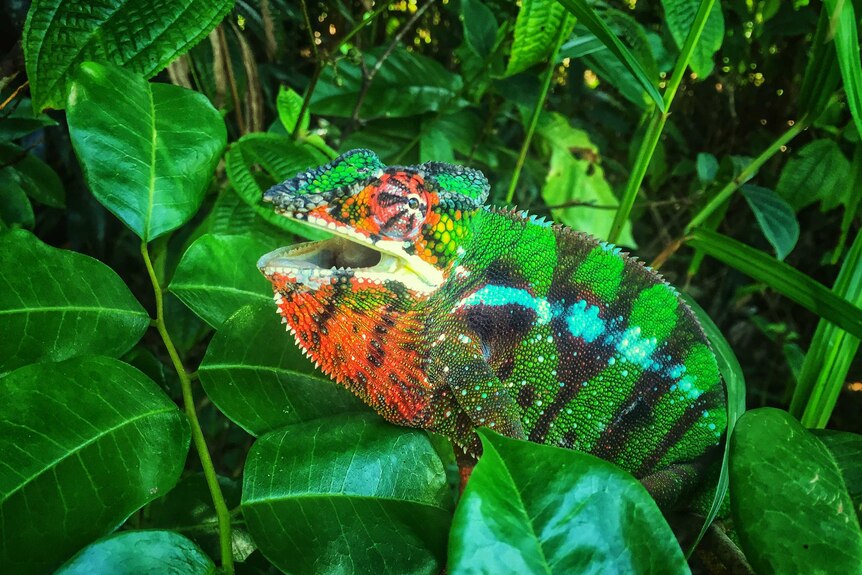 Close up of multicoloured chameleon amongst green leaves.