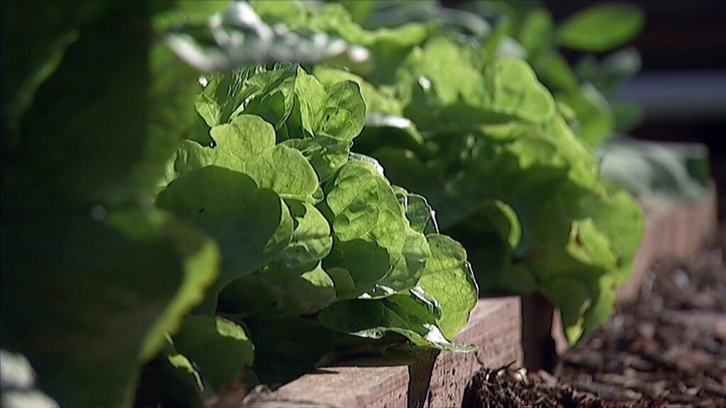 Vegetables growing in a garden bed.