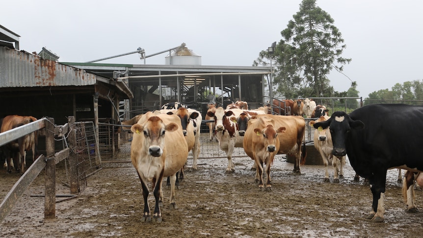L’industrie laitière du nord de la Nouvelle-Galles du Sud fait face à une faible offre de lait un an après l’inondation
