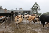 Cows leaving the dairy after being milk.