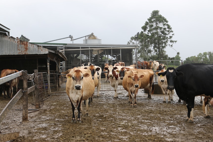 Dairy cows in a dairy.