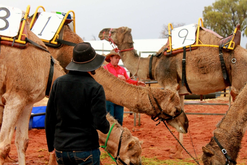 A group of camels eating in a yard.