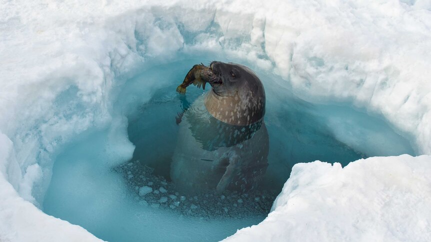 Antarctic photographic exhibition - Catch of the Day