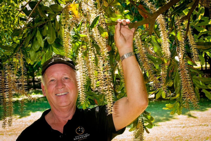 Richard Doggett holding onto the branch of a flowering macadamia tree.