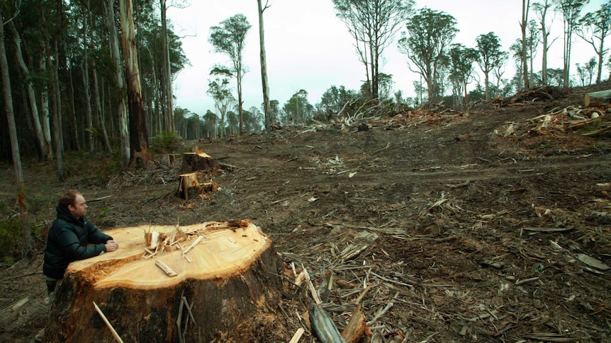 Ed Hill leans on the stump of a tree that has been logged