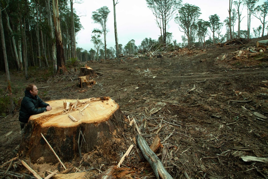 Ed Hill leans on the stump of a tree that has been logged