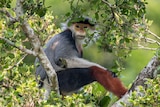 Monkey sits in tree