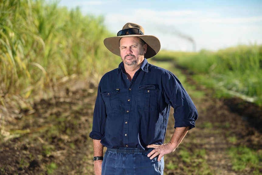 Canegrower in blue shirt and hat stands in a sugarcane field