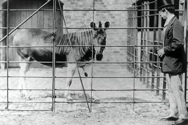 A Quagga, a sub-species of zebra, at London Zoo, 1860s